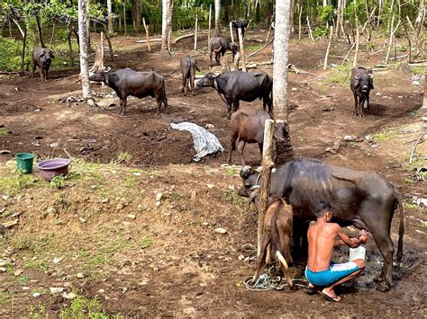 blissful curd making pepper life travel agency  colombo