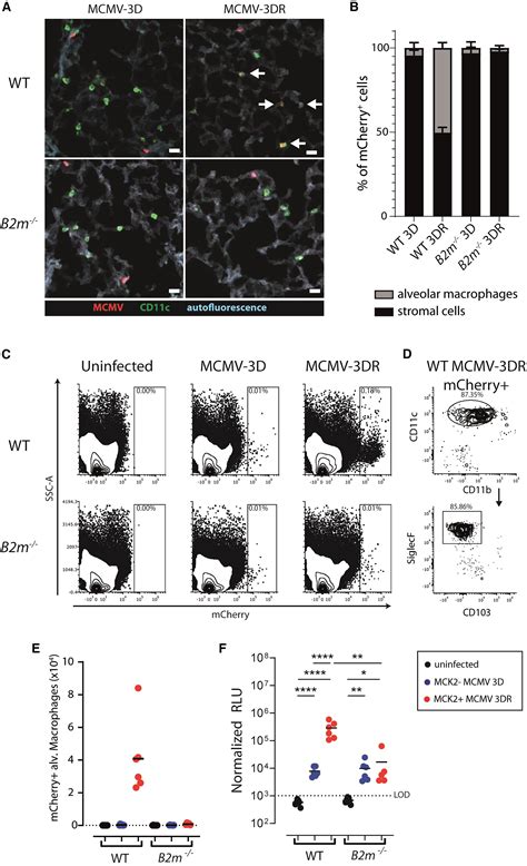 Mck Mediated Mcmv Infection Of Macrophages And Virus Dissemination To