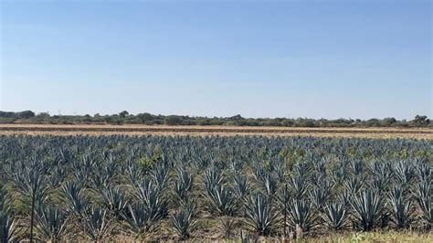 Aseguran Contra Daños 225 Mil Hectáreas De Cultivos En Guanajuato