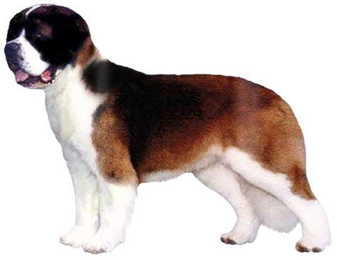 Saint Bernard Grooming