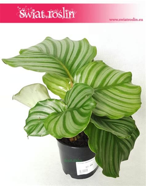 Calathea Orbifolia Kalatea Okr G Olistna Wiat Ro Lin Sklep Z Ro Linami