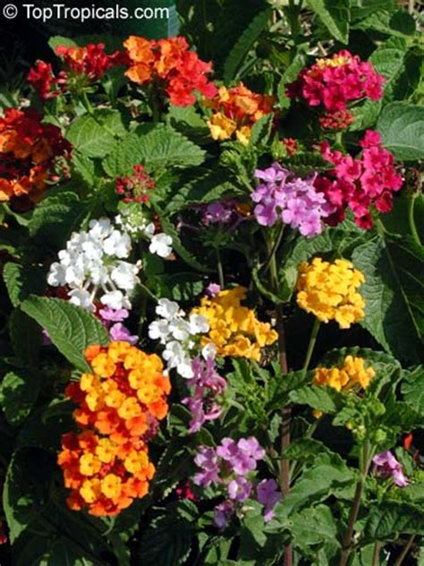 Lantana Montevidensis Lantana Sellowiana Trailing Lantana