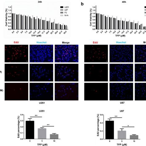 Tfp Inhibited Gbm Cell Growth In Vitro A And B Cell Viability Of U251