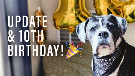 Condition Update And 10th Birthday Of Kingston The Boxer Dog With