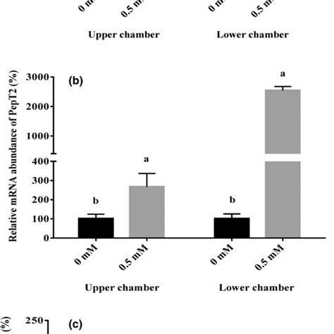 Bovine Mammary Epithelial Cells Cultured In Vitro Under The Phase