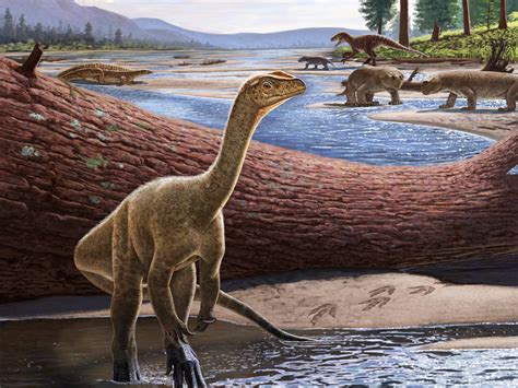 A Dinosaur ‘belly Button This 130 Million Year Old Fossil Reveals