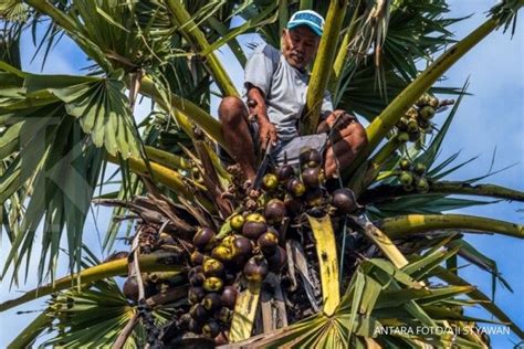 7 Manfaat Buah Lontar Untuk Kesehatan Yang Jarang Diketahui