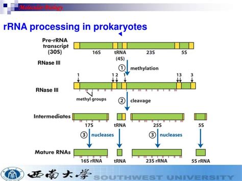 Ppt O Rrna Processing And Ribosomes O Trna Processing Rnase P And