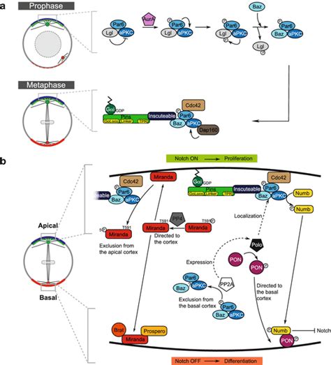 Drosophila Melanogaster Neuroblasts A Model For Asymmetric Stem Cell