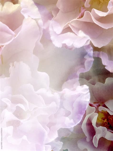 "Background Creative Motion Loop Of Soft Pink Flowers" by Stocksy ...