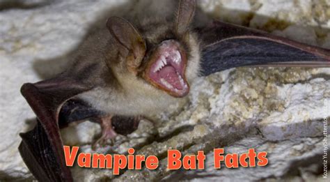 Baby Vampire Bats
