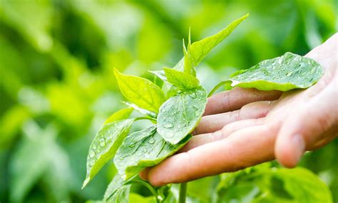 Medio Ambiente Si Tocas Tus Plantas Crecer N Peor