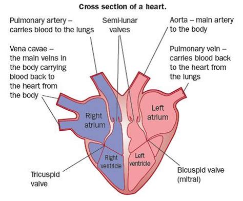 The Heart | Revision World