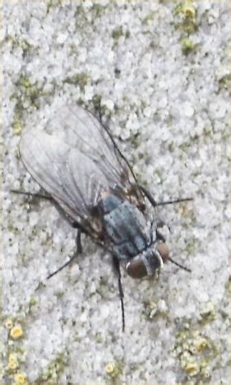 fly - BugGuide.Net