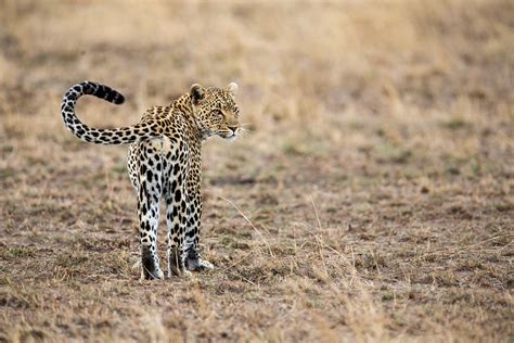 11 Tage Safari Tansania Und Sansibar Strandurlaub