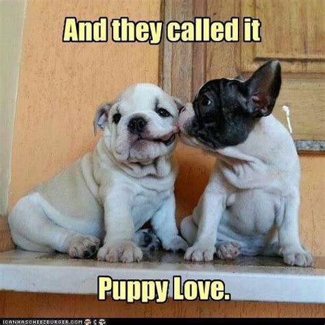 Puppy Love Meme