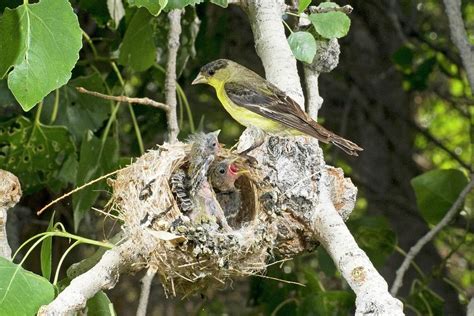 Lesser Goldfinch at nest Photograph by Damon Calderwood - Pixels