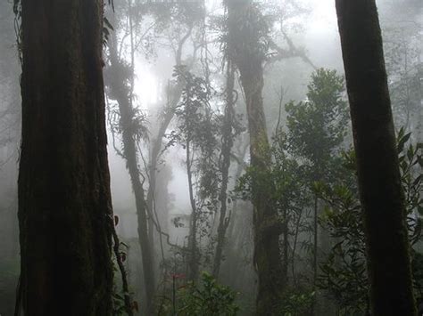 21 Amazing Photographs Of Borneo Borneo Shadow Silhouette Nature