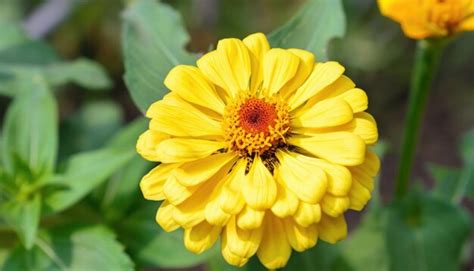 Premium Photo | Closeup of zinnia flower in the garden