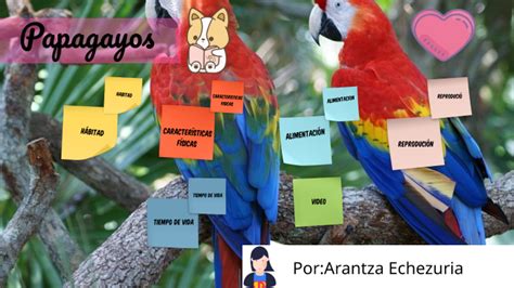 Arantza E Papagayo By Cuartob Primaria On Prezi