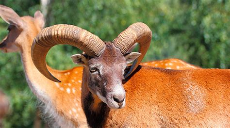 Mouflon Sheep - Cold Creek Ranch Texas