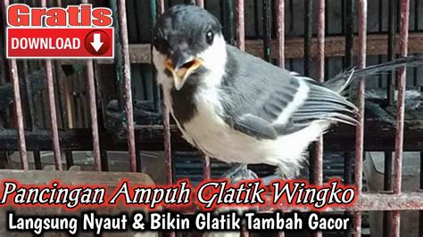 Pancingan Burung Glatik Batu Youtube