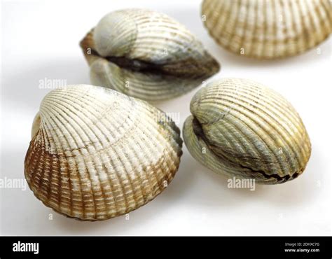 Common Cockle Cerastoderma Edule Shells Against White Background