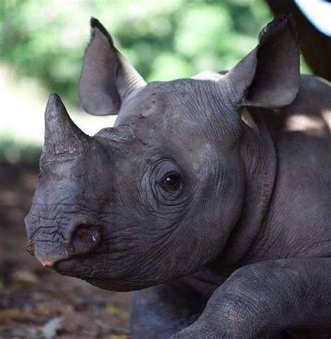 This Cute Baby Rhinoceros 🦏 : r/cuteanimals