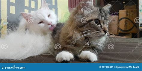 Male Persian Cat Breed Stock Photo Cartoondealer