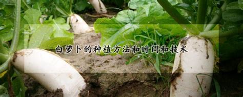 种植胡萝卜的方法和步骤 —【发财农业网】