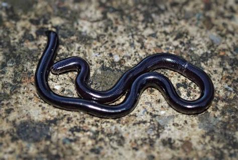 Hawaii Snakes Identification Guide (With Pics & Safety Tips)