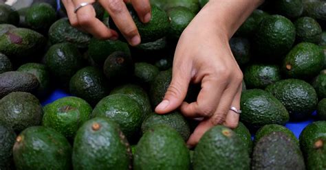 México Prevé Enviar 4 Más Aguacate A Estados Unidos En 2021