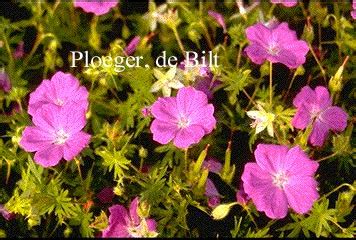 Geranium Sanguineum New Hampshire Purple