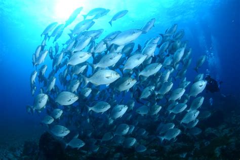 Mergulho Em Fernando De Noronha Reserve Online Em Civitatis