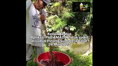 Aplikasi Pucamadu Sawit Kebun Kedua Di Lubuk Pinang Bengkulu Youtube