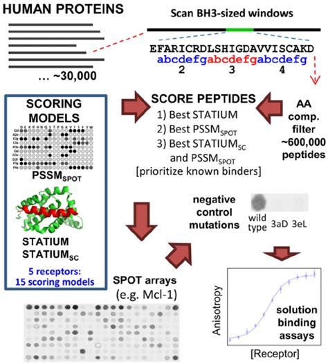 Prediction and validation of BH3-like peptides. Proteins from the Human ... 