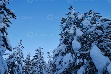 winter night landscape nature forest 10702568 Stock Photo at Vecteezy