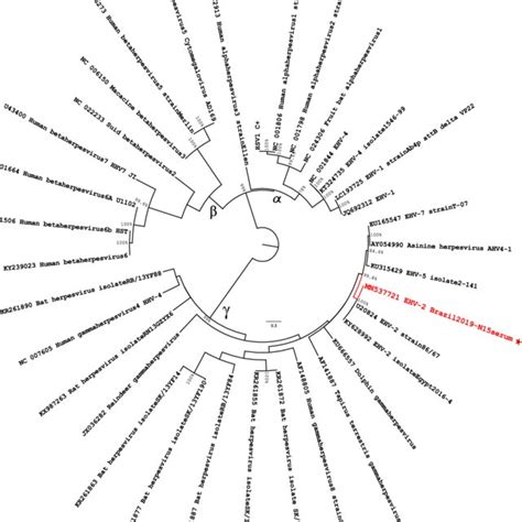 Maximum Likelihood Phylogenetic Tree Tree Reconstructed Using A Mega