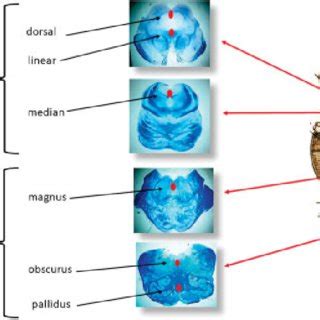 Schematic representation of the localization of the raphe nuclei in the ...