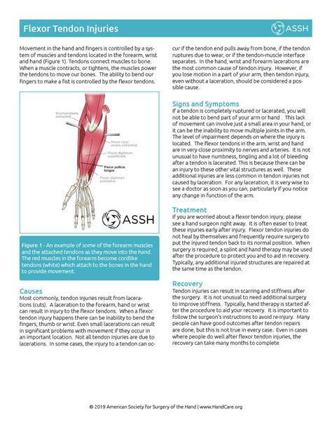 Elbow Condition Flexor Tendon Injury Associated Hand Surgeons