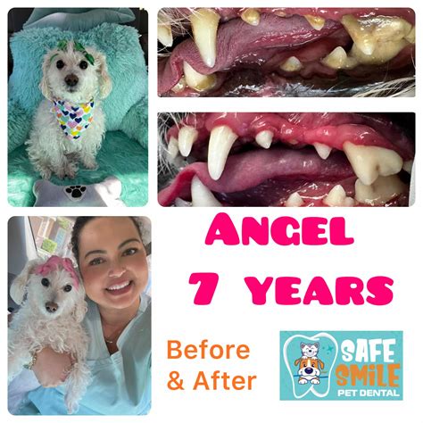 Before And After Safe Smile Pet Dental