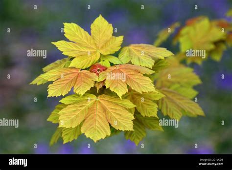 Sycamore Leaves Hi Res Stock Photography And Images Alamy