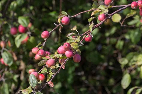 How Big Do Apple Trees Get Chicago Land Gardening