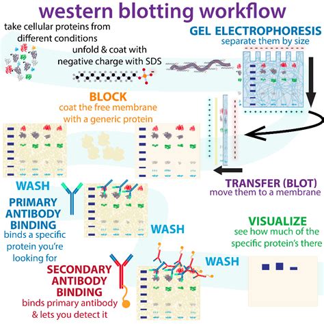 Demystifying Western Blot Test Answering Your Top Questions