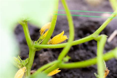 Pepinos De Floresc Ncia Novos Em Um Ramo Em Uma Estufa Planta