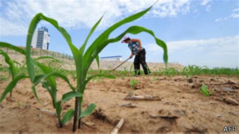 Dampak Perubahan Iklim Luar Biasa Bbc News Indonesia