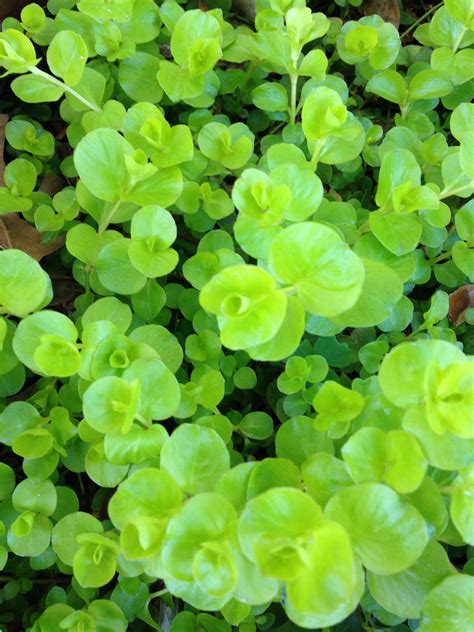 Irish Moss Ground Cover Invasive Ground Cover And Shrubs