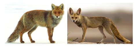 adaptation meaning plant animal adaptations  examples