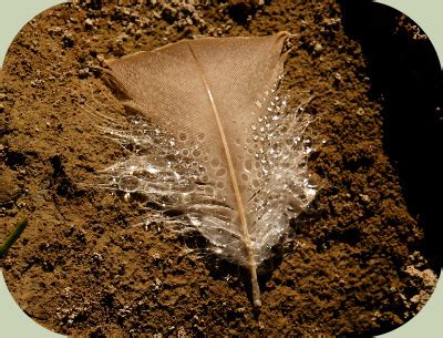 Bird Feather Identification