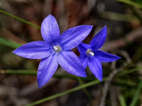 Gardensonline Wahlenbergia Gloriosa